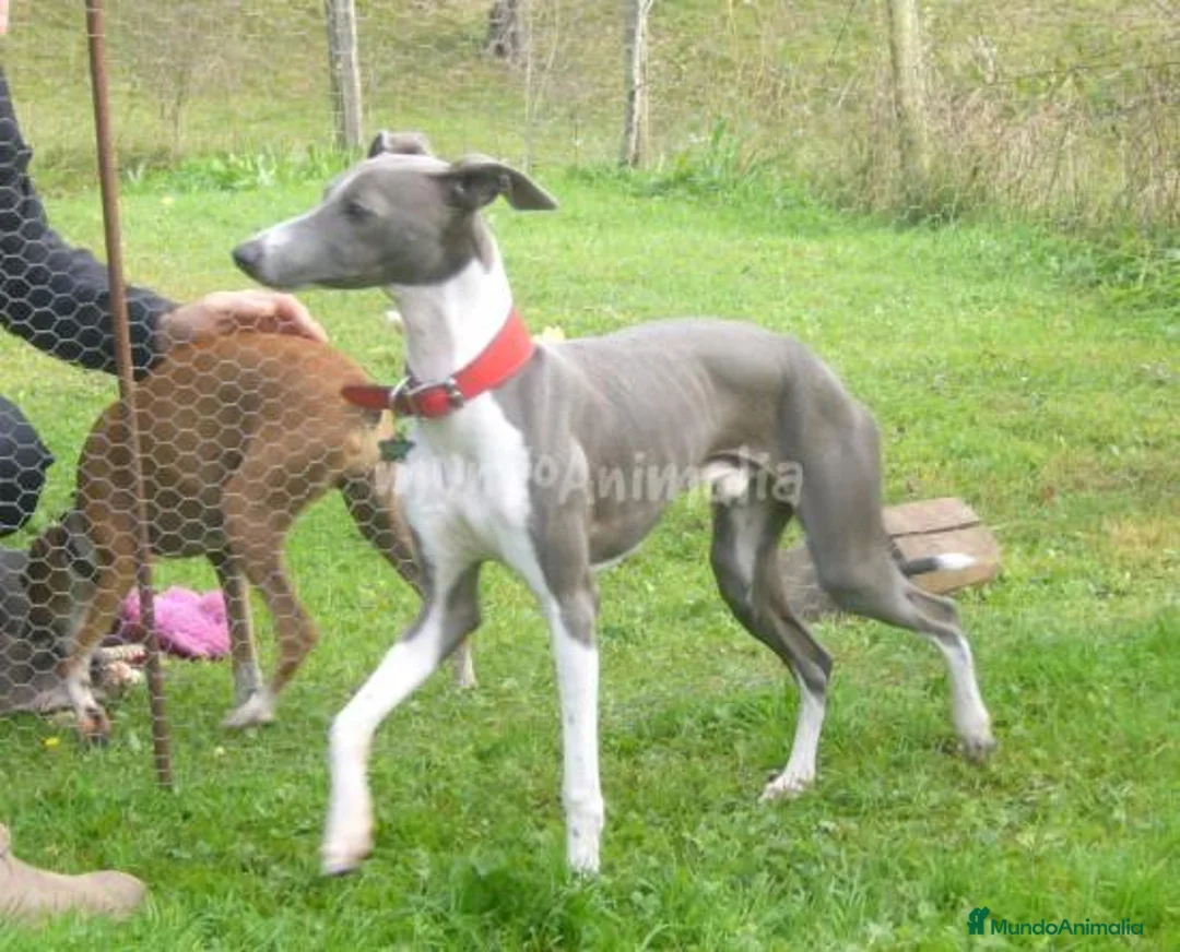 Imagen de galería {{count}}