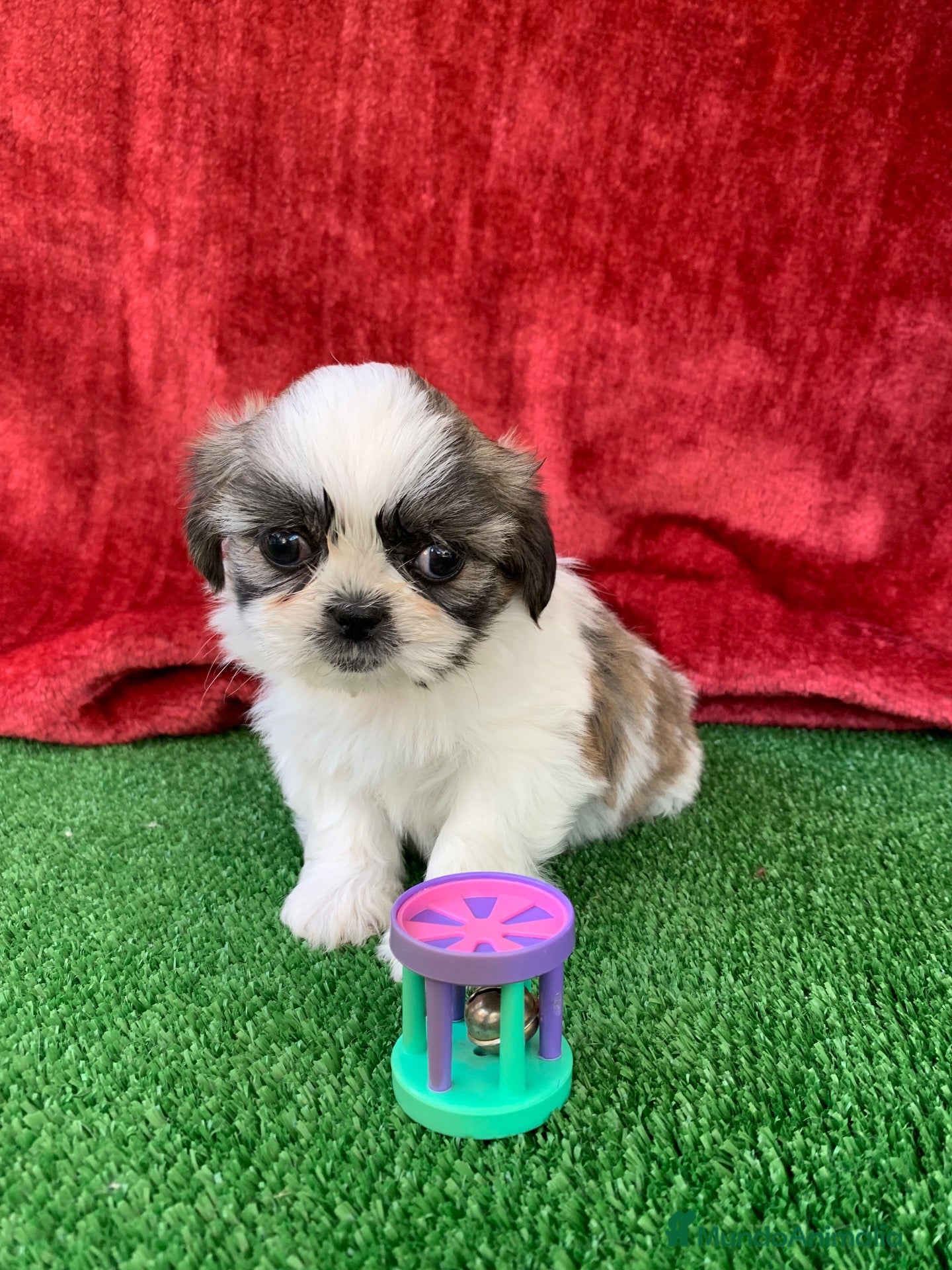 Shih Tzu perros en venta: Excelentes cachorros Shihtzu - Anuncio 2