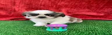 Shih Tzu 4