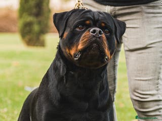 Rottweiler perros Campeón de España Para montas - Anuncio 33