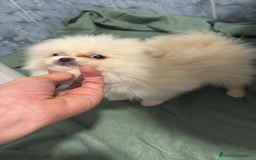 Pomerania perros en venta: Lulu pomerania mini toy  - Imagen 6