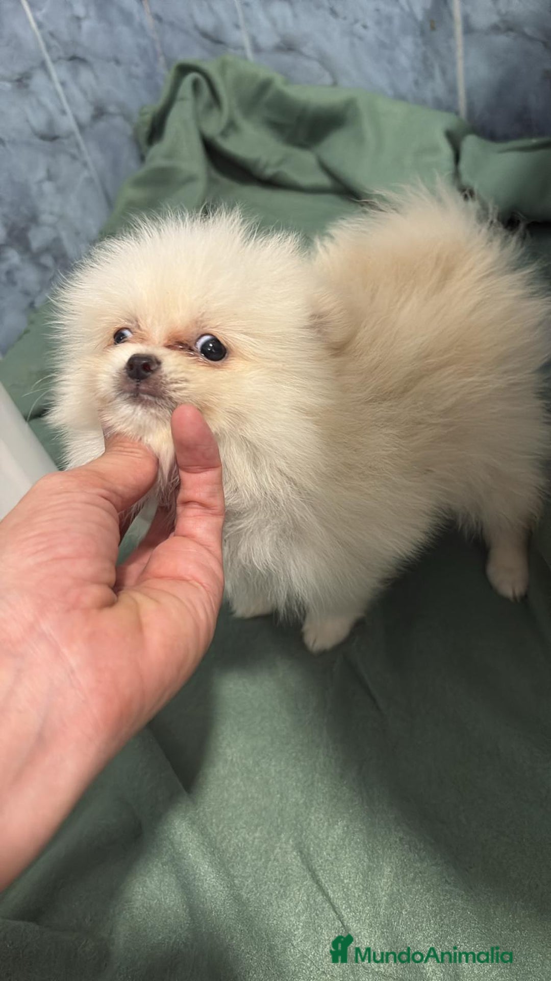Pomerania perros en venta: Lulu pomerania mini toy  - Imagen 6