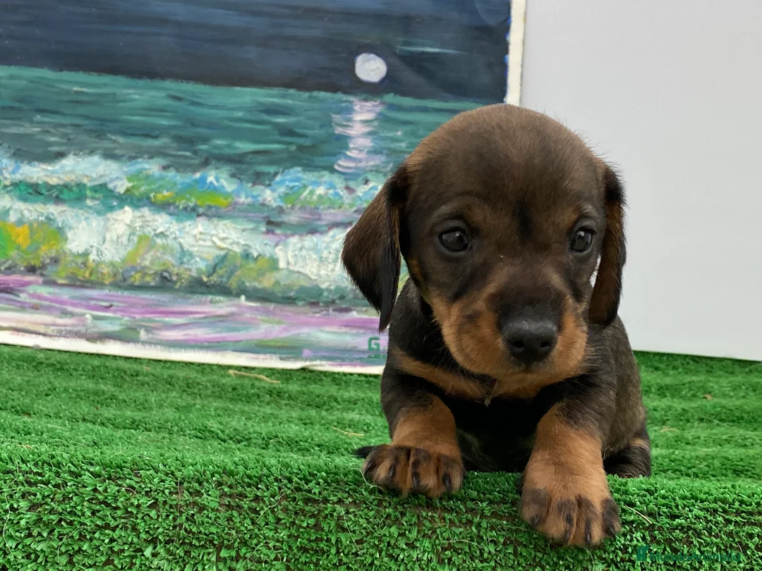 Teckel Miniatura perros en venta: Teckel miniatura PUPPY  en Ciudad Real - Anuncio 8