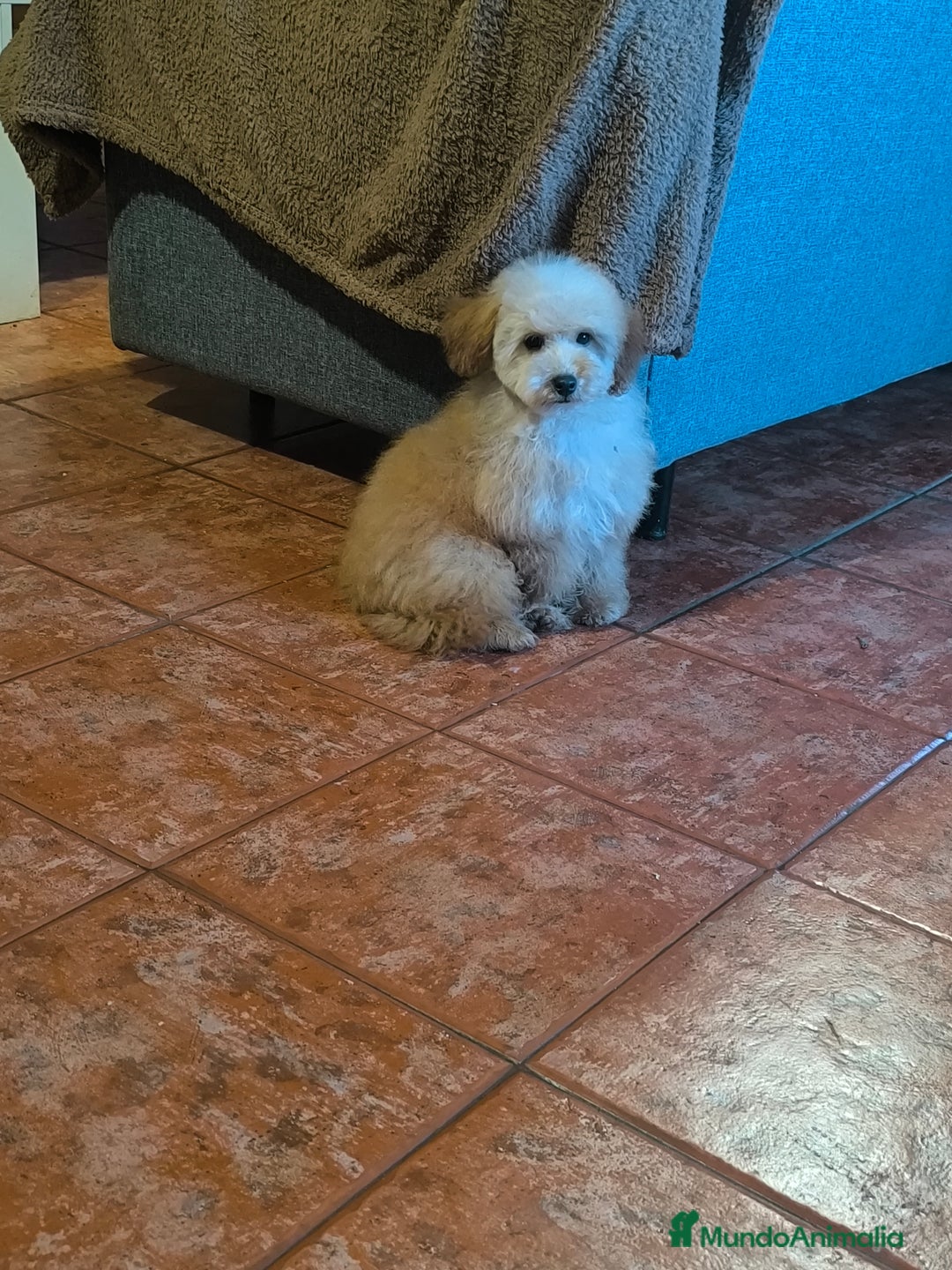 Caniche Toy perros en venta: Caniche toy apricot  - Anuncio 1