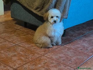 Caniche Toy perros Caniche toy apricot - Anuncio 17