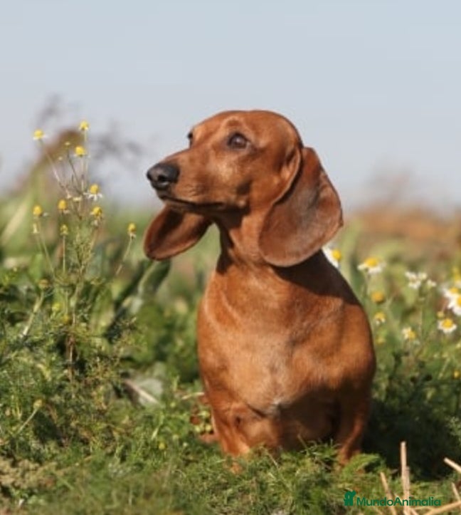 Teckel Miniatura perros Quieres un teckel en tu vida? - Anuncio 7