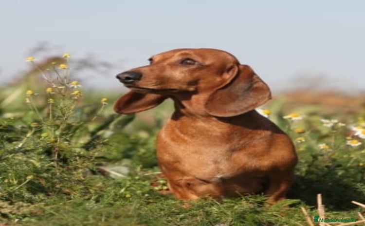 Teckel Miniatura perros - Anuncio 1