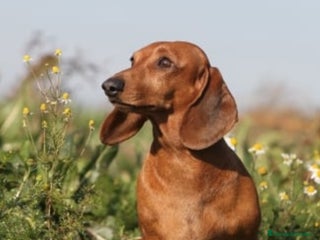 Teckel Miniatura perros Quieres un teckel en tu vida? - Anuncio 1