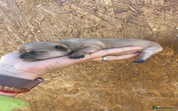 Chihuahua perros en venta: Chihuahuas disponibles - Imagen 5