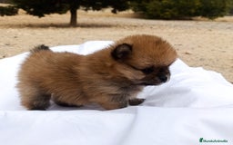 Pomerania perros en venta: CACHORRITOS POMERANIAS - Anuncio 3