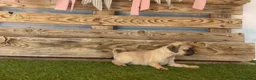 Carlino - Pug perros en venta: Cachorros de carlino🐶🐾 en Málaga - Anuncio 2