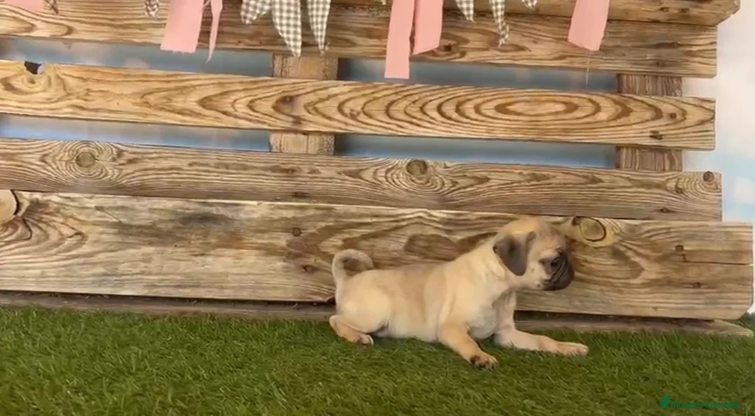Carlino - Pug perros en venta: Cachorros de carlino🐶🐾 en Málaga - Anuncio 2