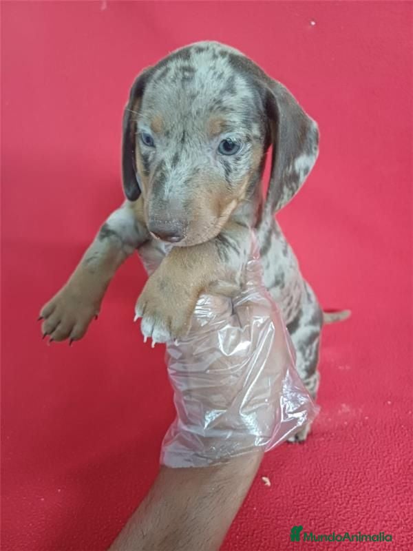 Teckel Miniatura perros Teckel Mini Arlequin  - Anuncio 1