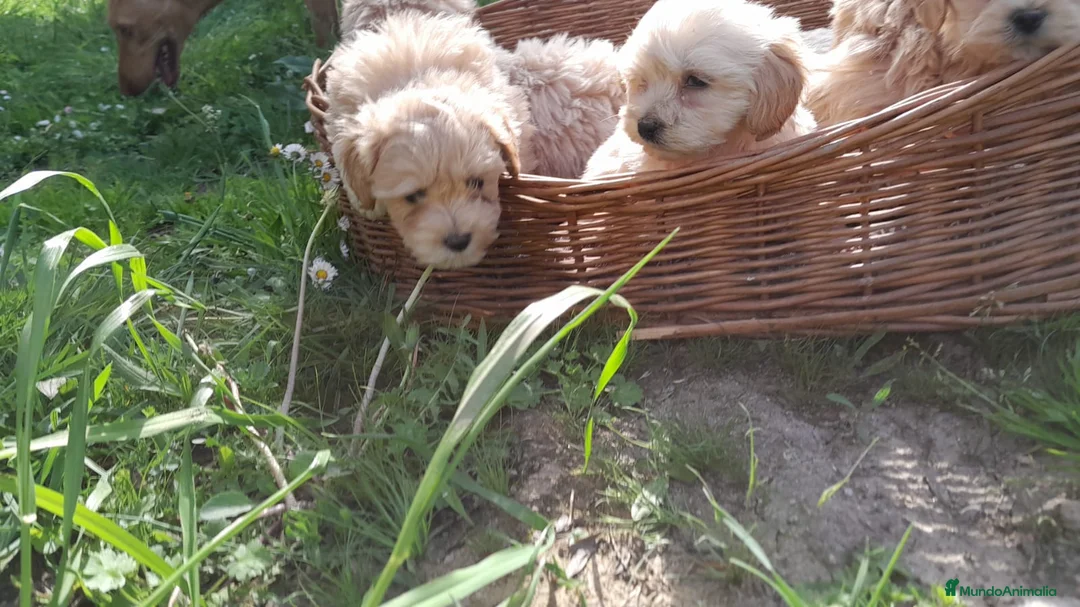 Maltipoo perros en venta: Machito de maltipoo miniatura  - Anuncio 1