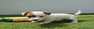 Jack Russell Terrier Cachorro 1