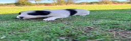 Border Collie perros en venta: Border collie - Anuncio 13