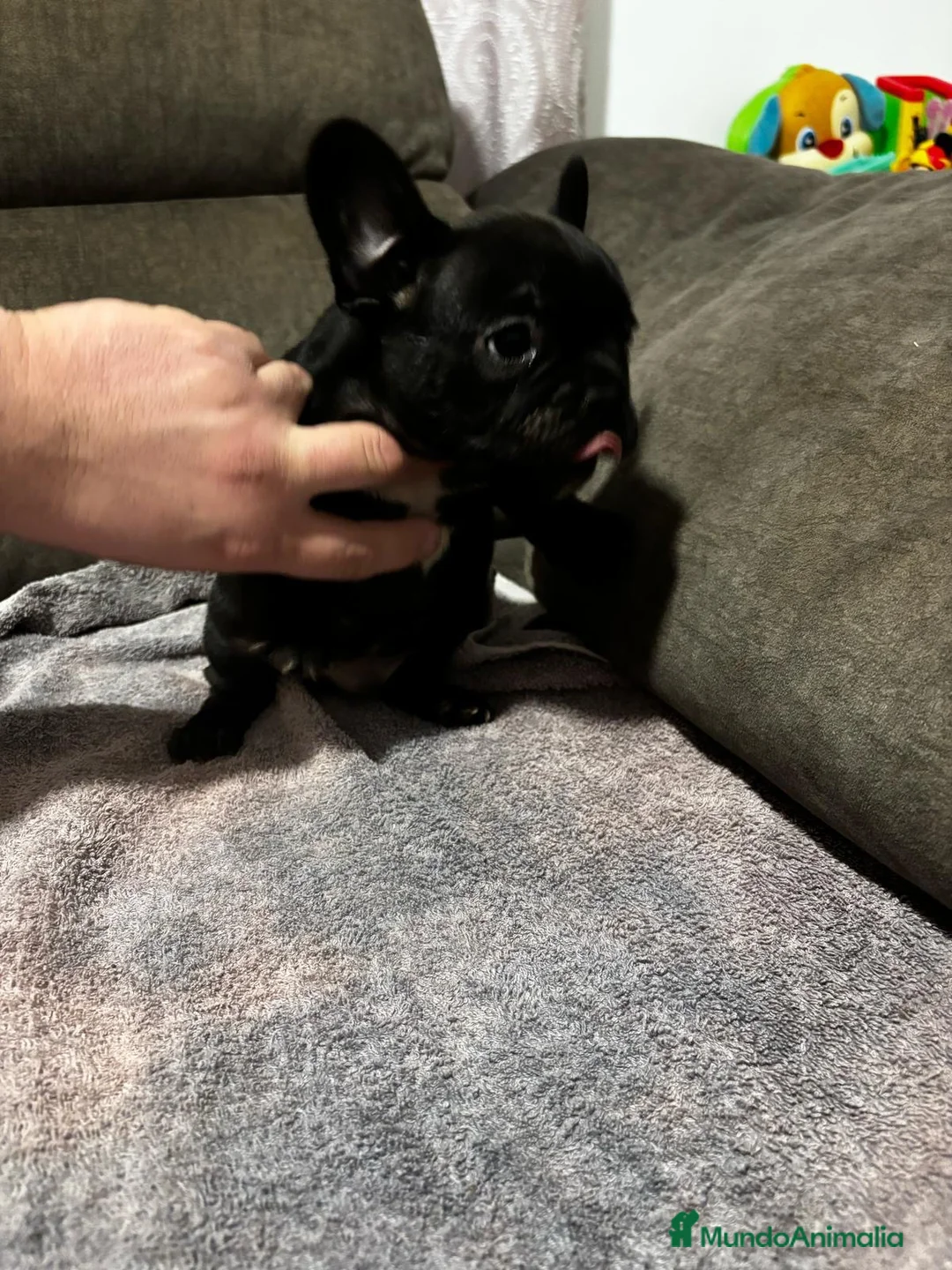 Bulldog Francés perros en venta: Cachorros de bulldog Francés  - Anuncio 23