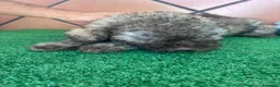 Perro de Agua Español perros en venta: Excelente último cachorrito perro de agua Español - Anuncio 1