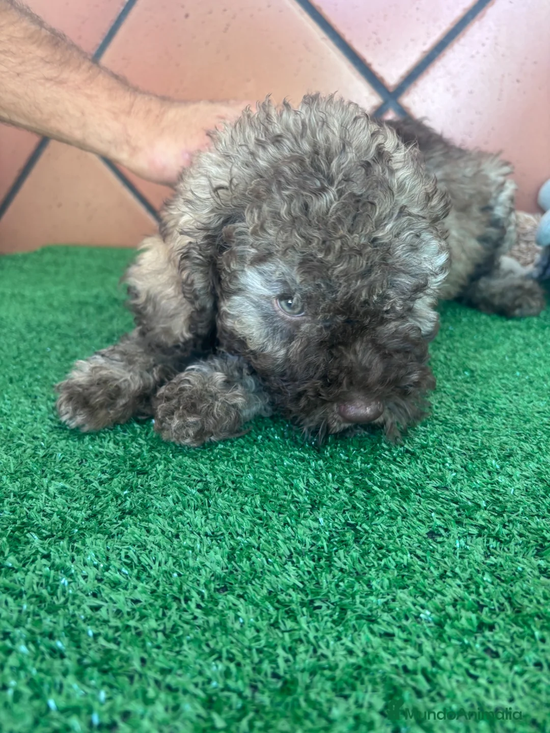 Perro de Agua Español perros en venta: Excelente último cachorrito perro de agua Español - Anuncio 1