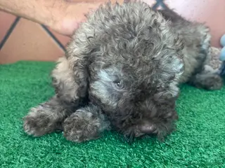 Perro de Agua Español perros Excelente último cachorrito perro de agua Español - Anuncio 1
