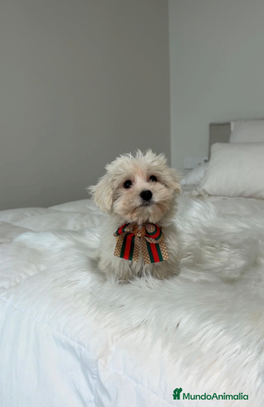 Bichón Maltés perros en venta: Bichon maltés macho  - Anuncio 1