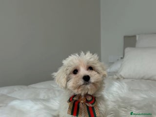 Bichón Maltés perros Bichon maltés macho - Anuncio 1