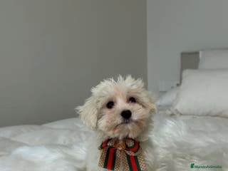 Bichón Maltés perros Bichon maltés macho - Anuncio 7