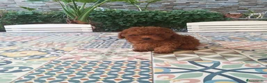 Caniche Toy 2