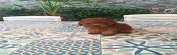 Caniche Toy perros en venta: CANICHE TOY - Anuncio 7