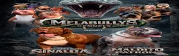 American Bully perros en venta: American Bully XL - Anuncio 7