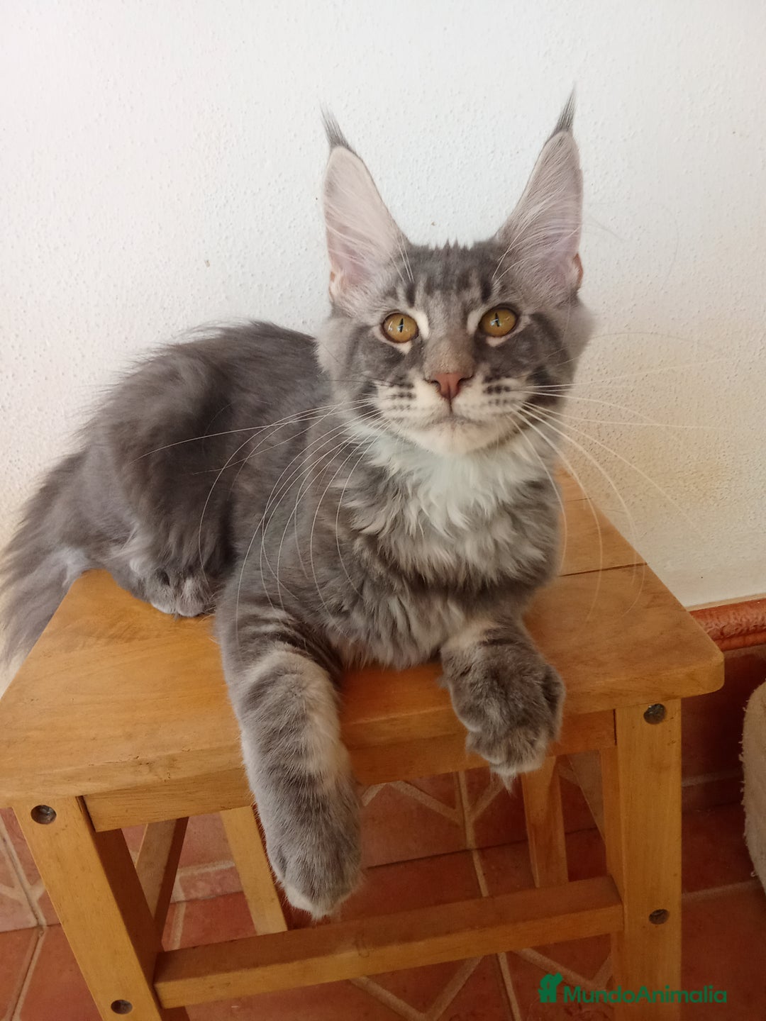 Maine Coon gatos en venta: Maine Coon macho tamaño grande  - Imagen 4