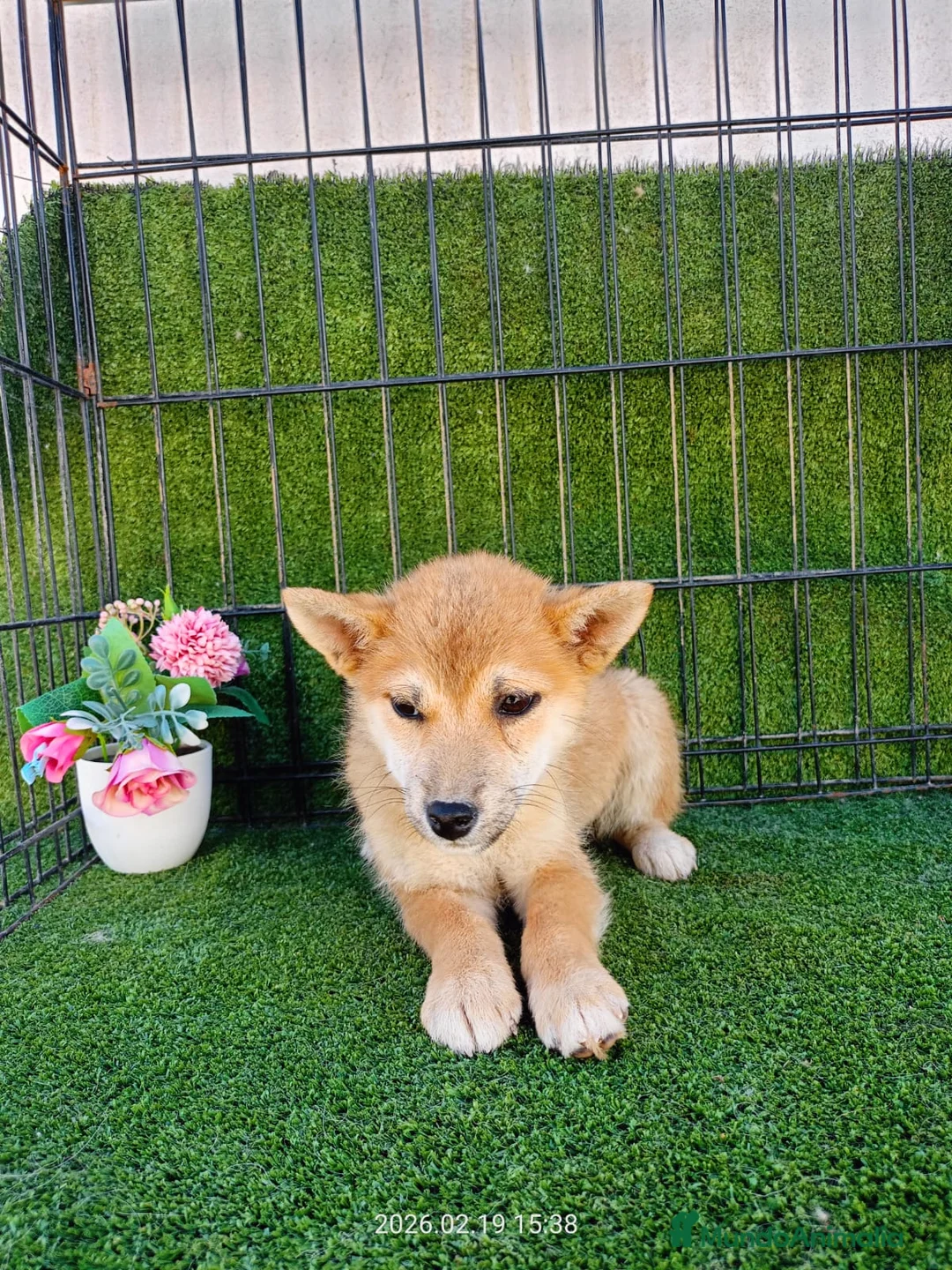 Shiba Inu perros en venta: SHIBA INU ENCANTADOR - Anuncio 1