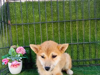 Shiba Inu perros SHIBA INU ENCANTADOR - Anuncio 2