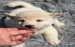 Shiba Inu perros en venta: Shiba inu blanco  - Imagen 5