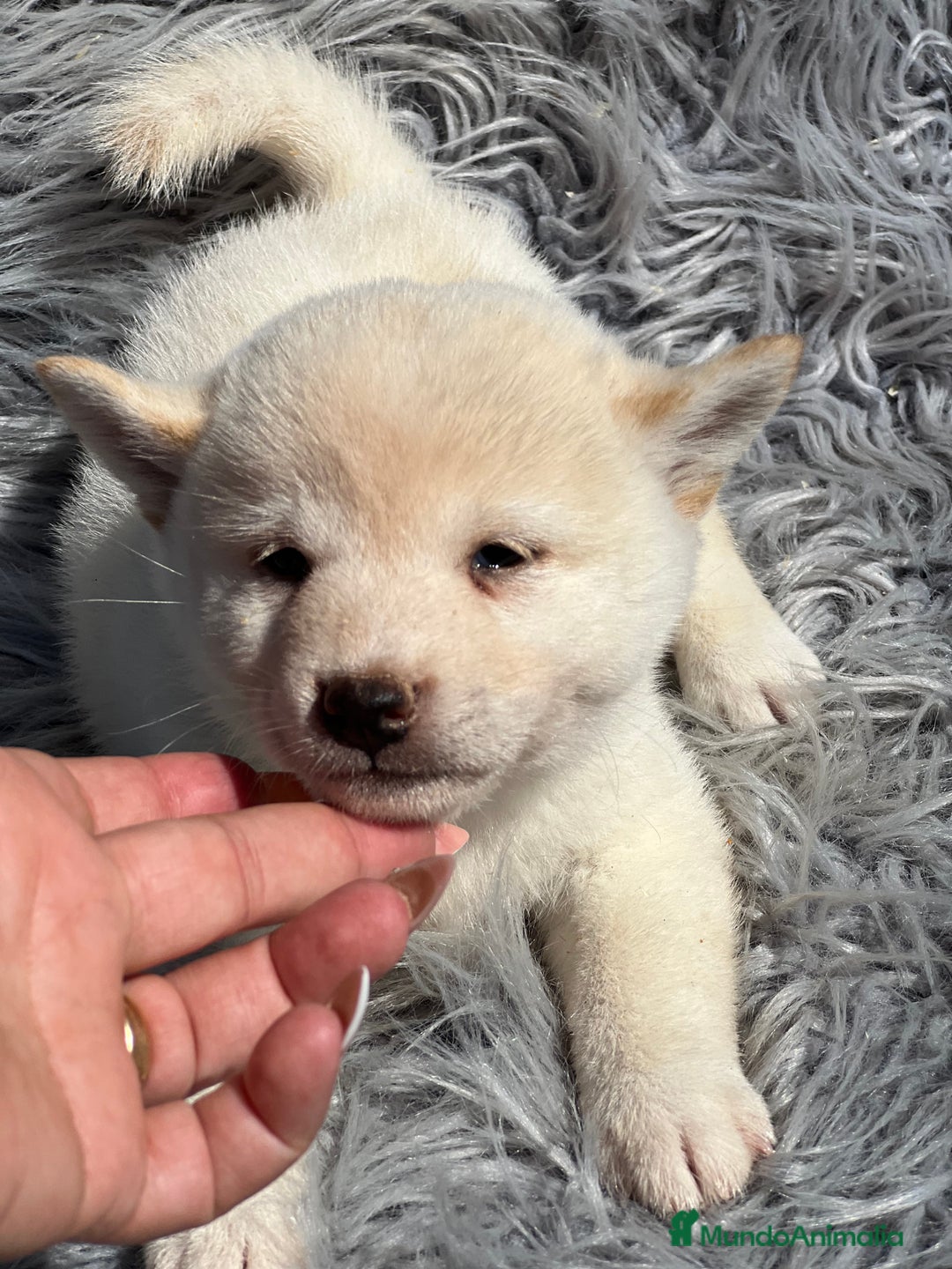 Shiba Inu perros en venta: Shiba inu blanco  - Imagen 5