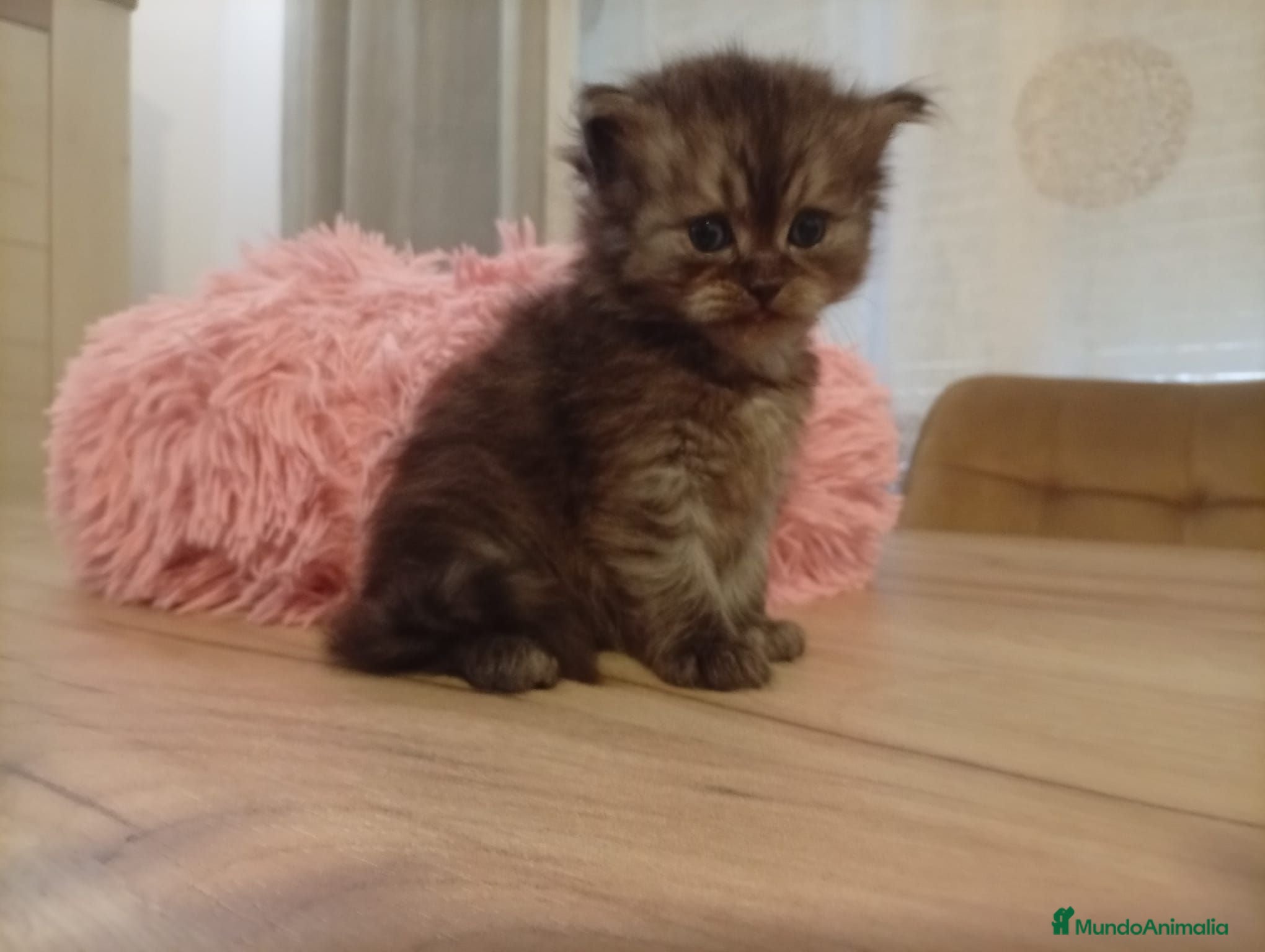 Persa gatos Persa - Anuncio 14
