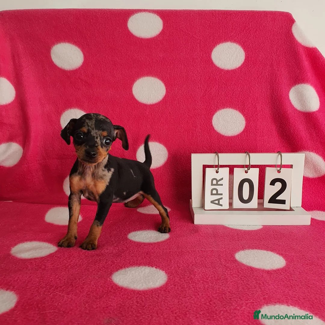 Ratón de Praga perros en venta: Ratón de Praga  - Anuncio 6