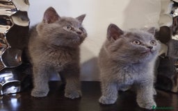 Británico de Pelo Corto Azul gatos en venta: British Shorthair  - Imagen 3