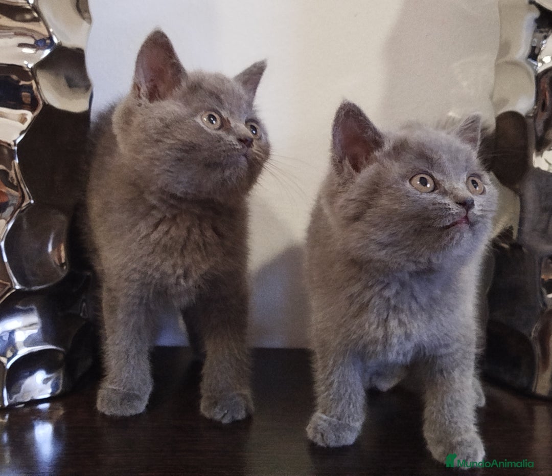 Británico de Pelo Corto Azul gatos en venta: British Shorthair  - Imagen 3