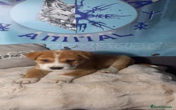 Raza Mixta perros en venta: Cachorros de sharpei con husky Siberiano  - Imagen 2