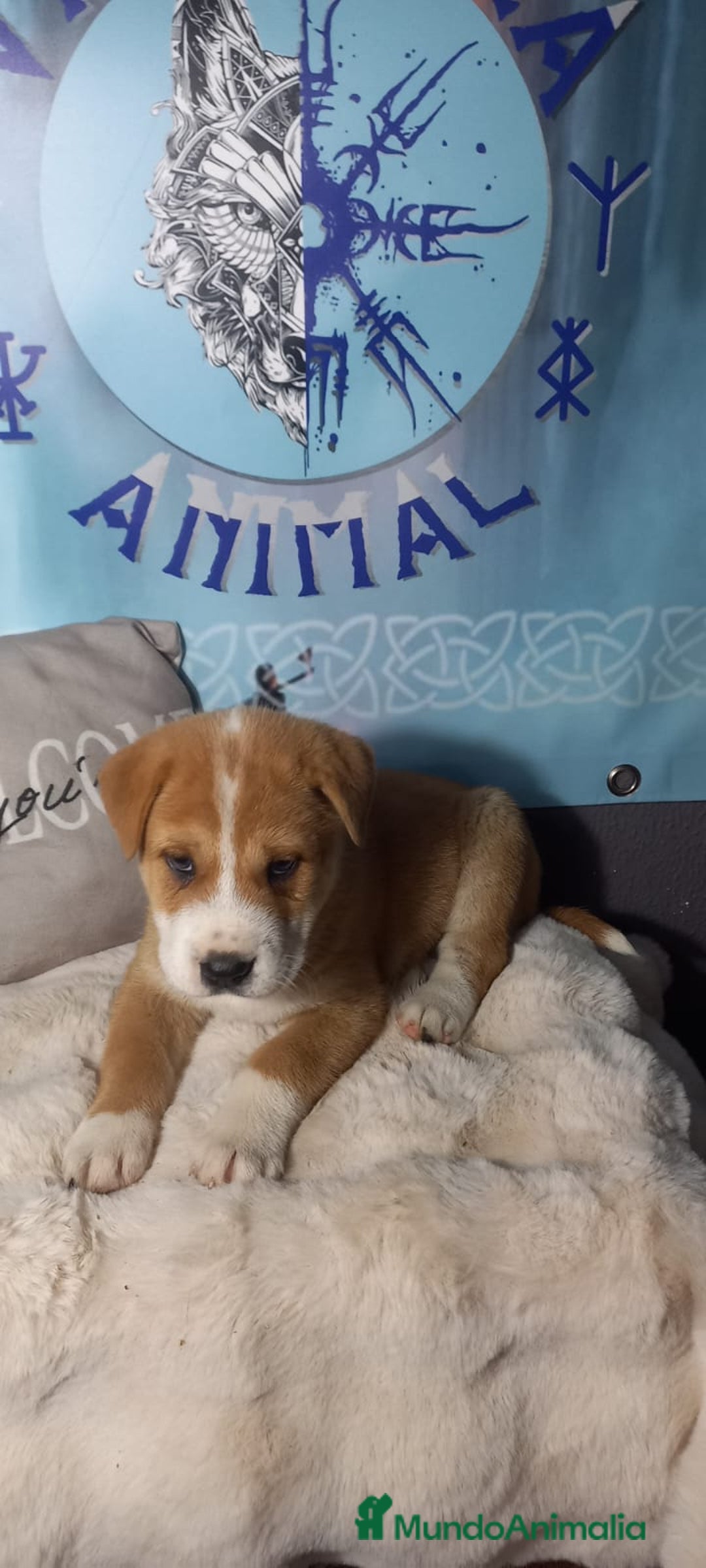 Raza Mixta perros en venta: Cachorros de sharpei con husky Siberiano  - Imagen 2