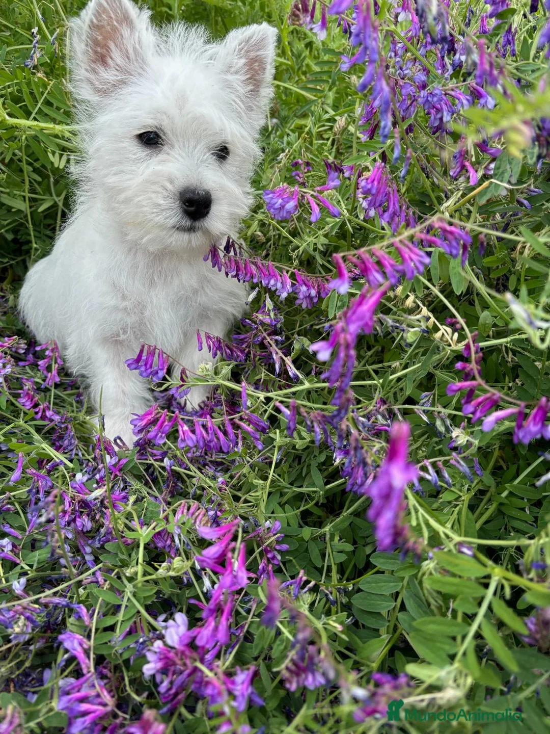 West Highland White Terrier perros en venta: Westys  - Anuncio 6