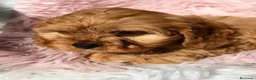 Cavapoo perros en venta: CAVAPOO DISPONIBLES DIVINOS - Anuncio 7