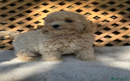Caniche Toy perros en venta: Caniche Apricot Toy  - Imagen 5