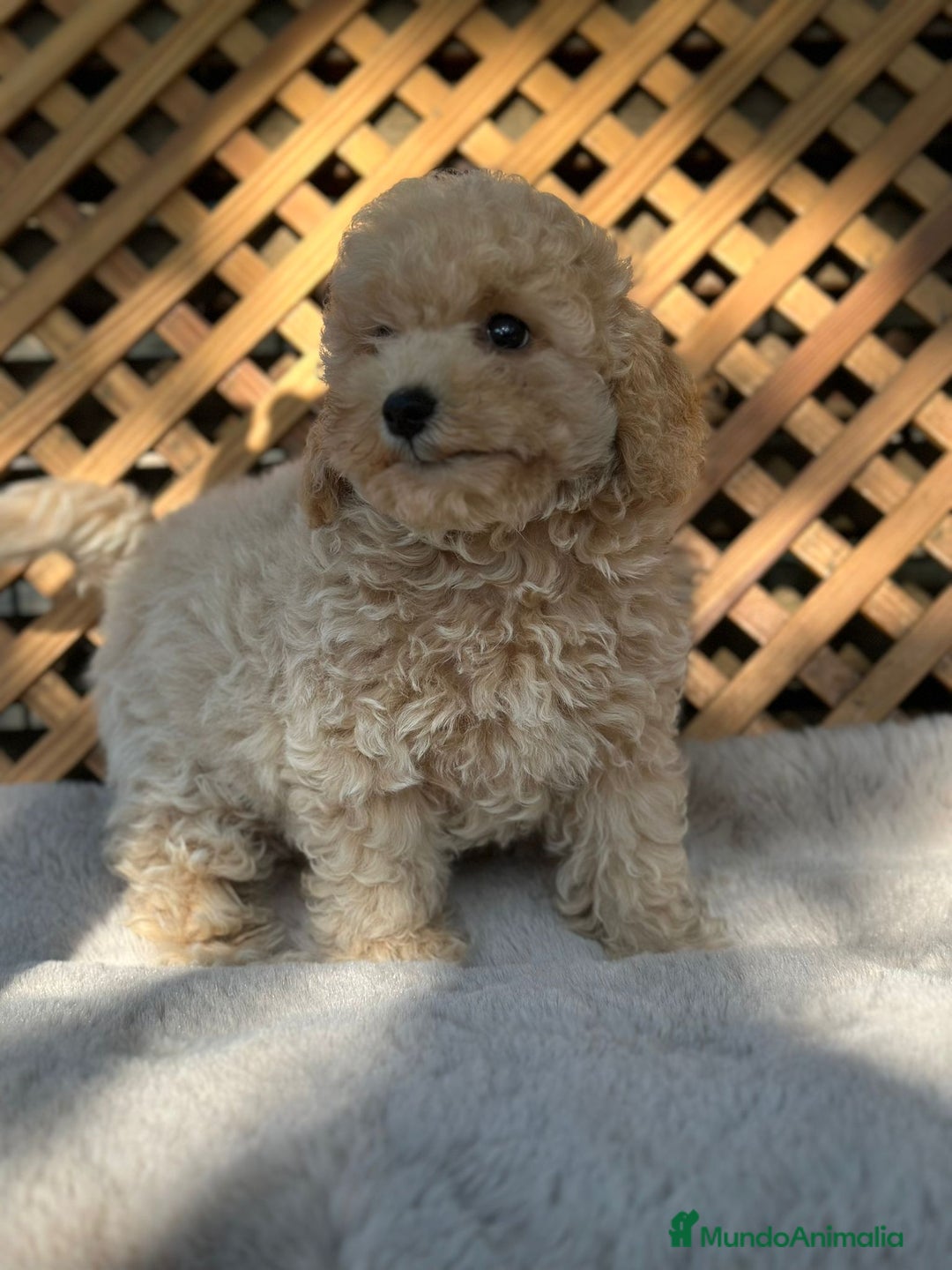 Caniche Toy perros en venta: Caniche Apricot Toy  - Imagen 5