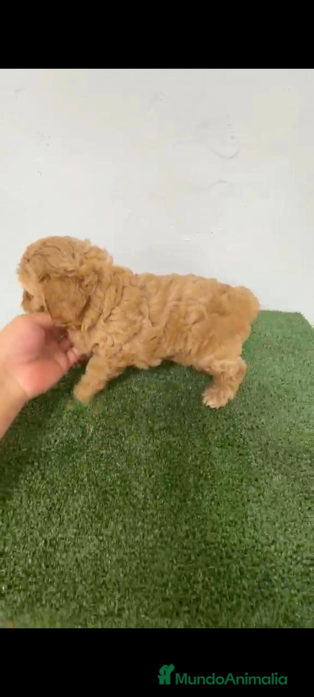 Maltipoo perros en venta: Hembra de maltipoo  - Anuncio 2