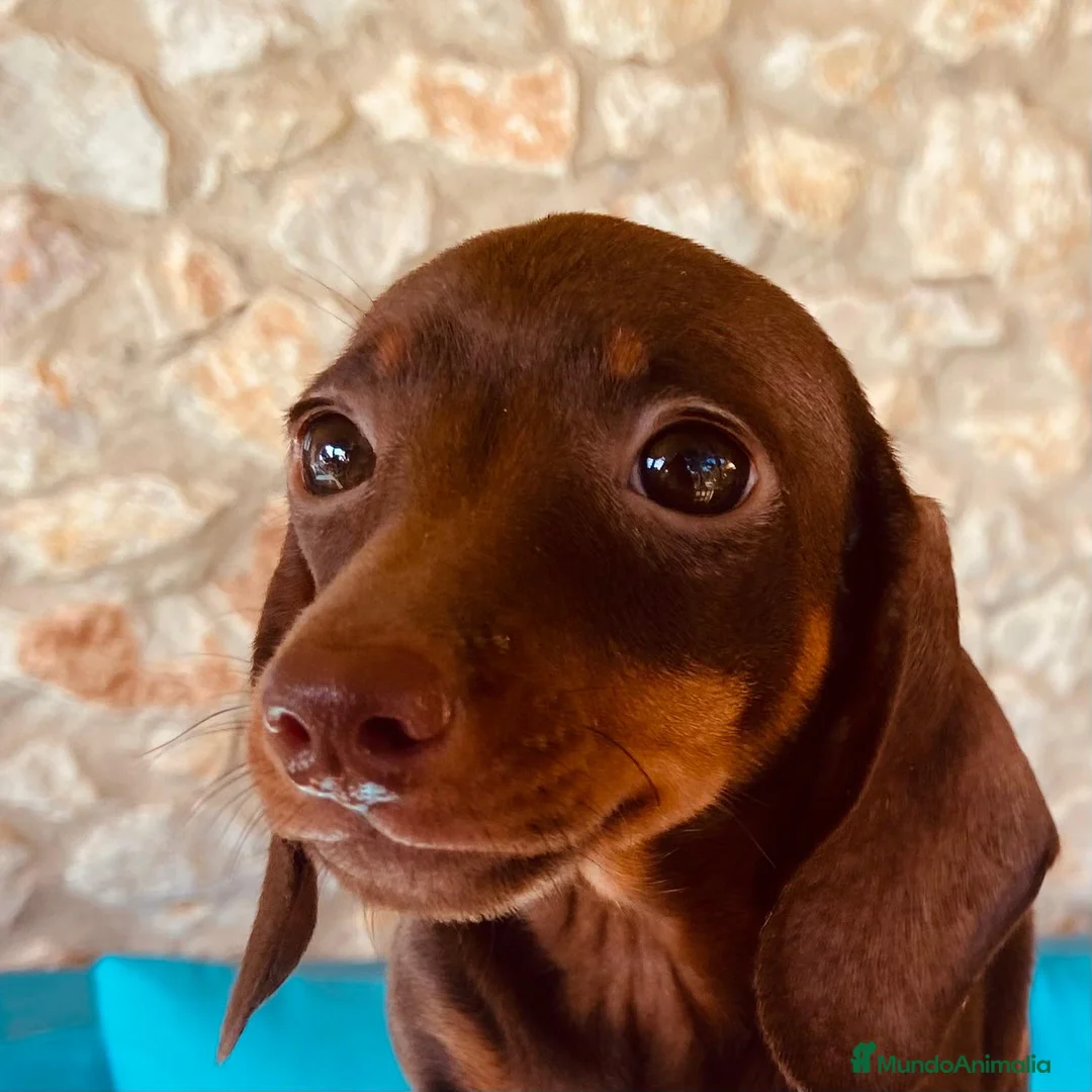 Teckel perros en venta: Teckel Hembra 6259 de Tria y Tilo - AQUANATURA en Barcelona - Anuncio 4