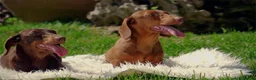 Teckel Miniatura perros en venta: Teckel Kaninchen Arlequin, Rojo/Negro Fuego - Anuncio 6