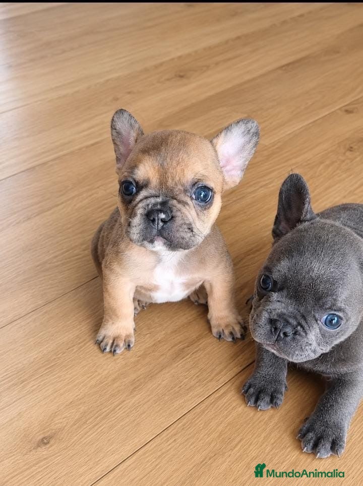 Bulldog Francés perros en venta: BULLDOG FRANCES EXOTICOS - Anuncio 1