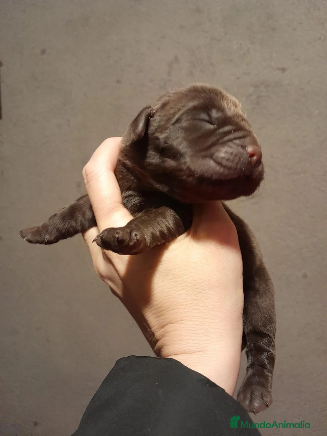 Labrador Retriever perros en venta: Cachorros Labrador color chocolate - Anuncio 2